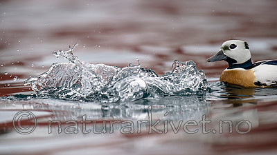 BB 13 0475 / Polysticta stelleri / Stellerand